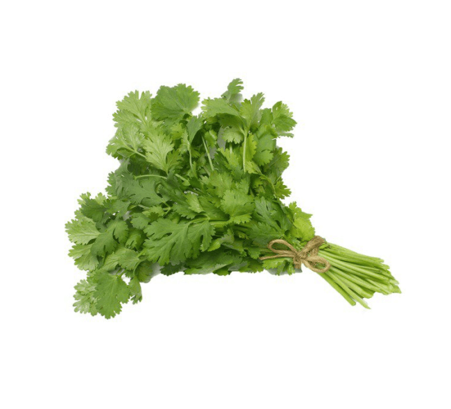 Fresh Cilantro